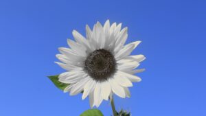 Progetto Canva Fiore B&N